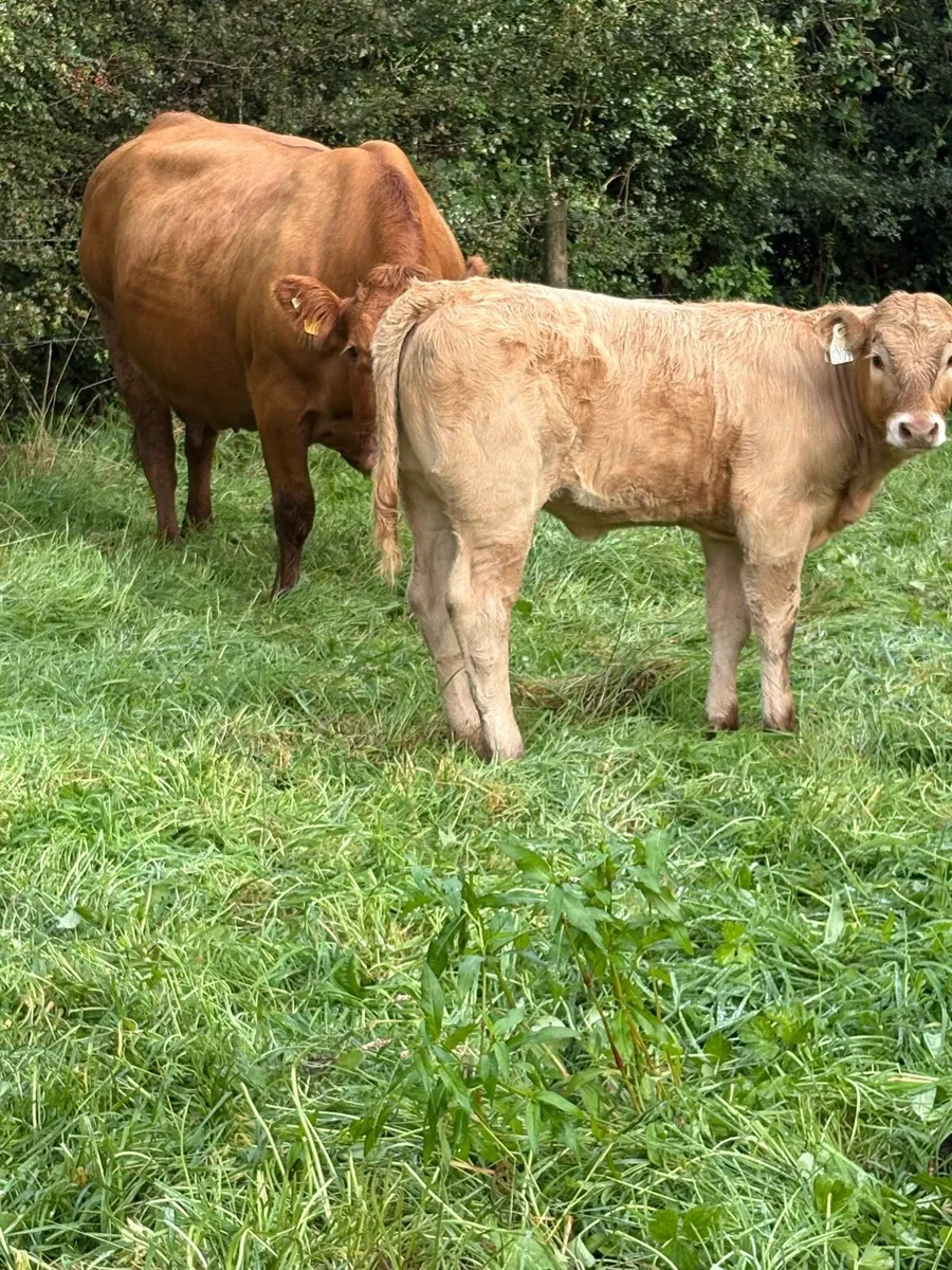 ⭐️⭐️super cow and calf ⭐️⭐️ - Image 4