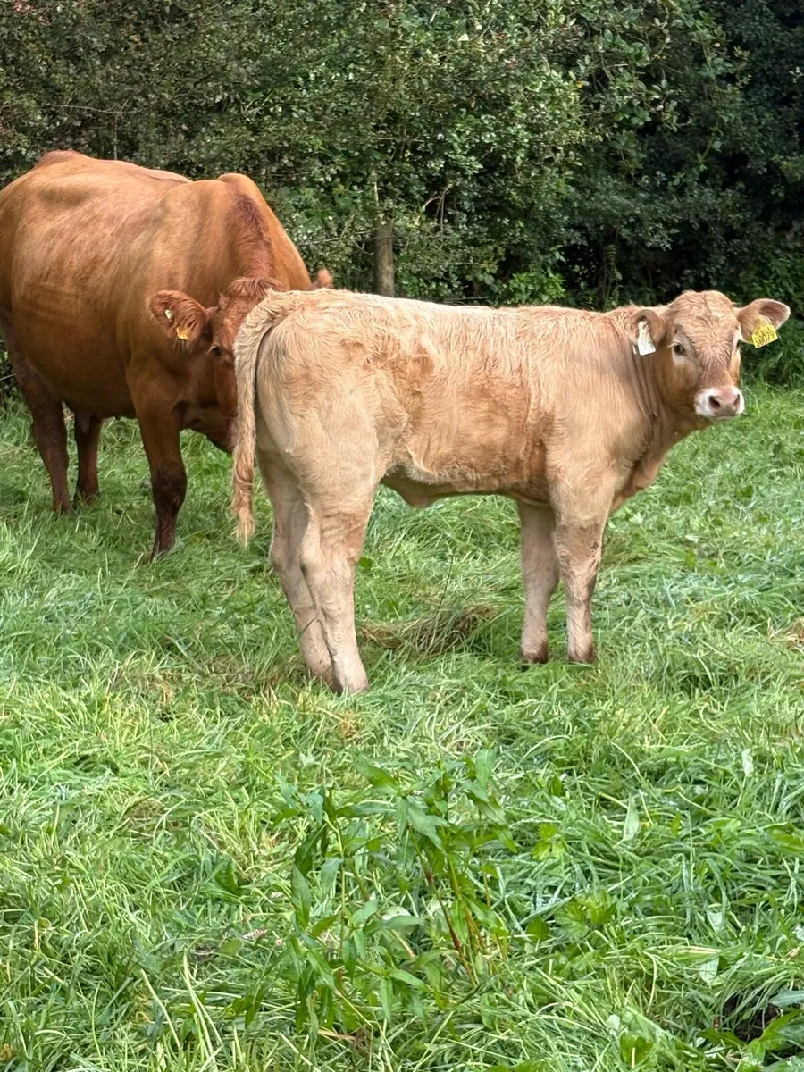 ⭐️⭐️super cow and calf ⭐️⭐️ - Image 3