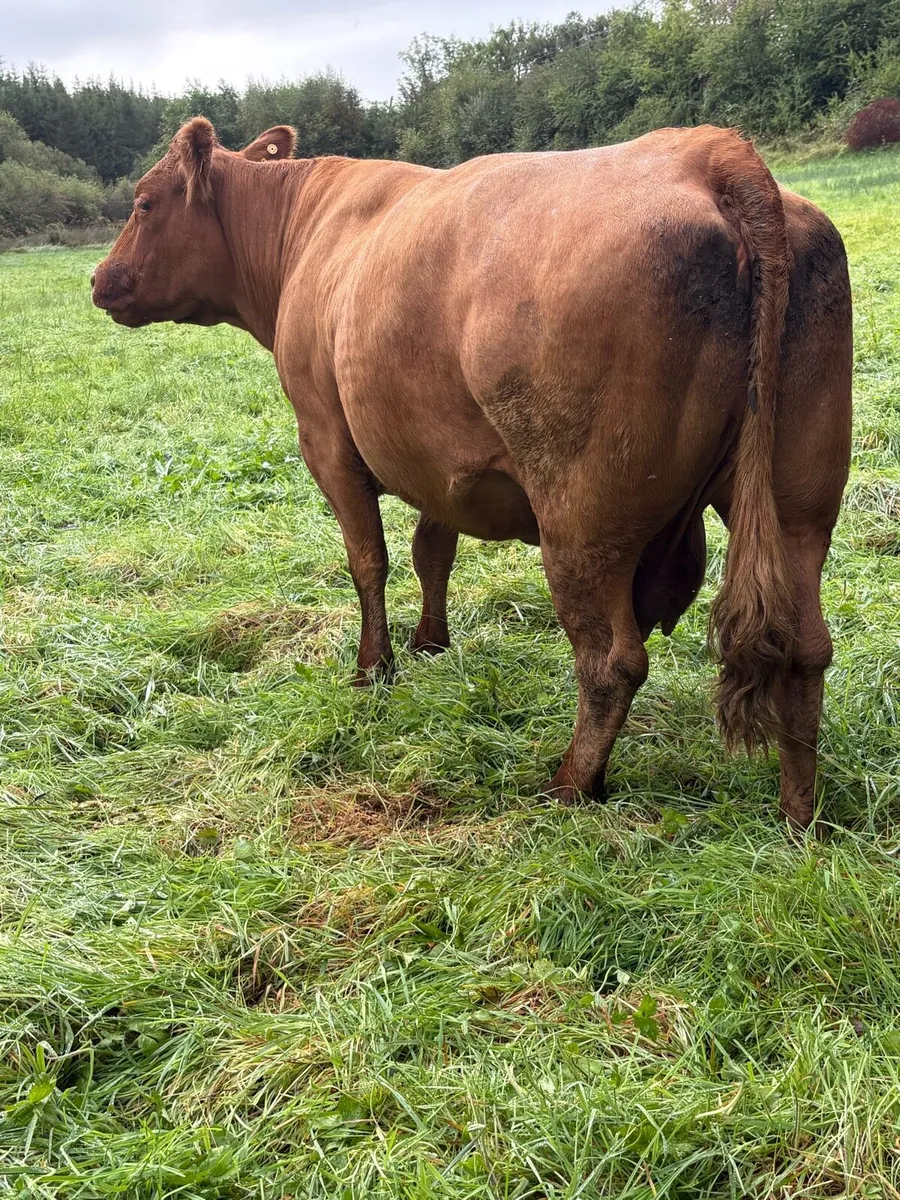 ⭐️⭐️super cow and calf ⭐️⭐️ - Image 4