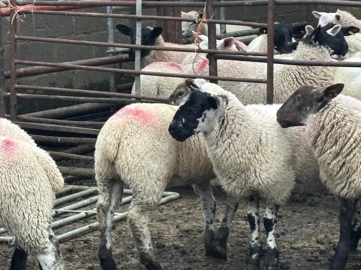 Mule x Suffolk Ewe Lambs - Image 2