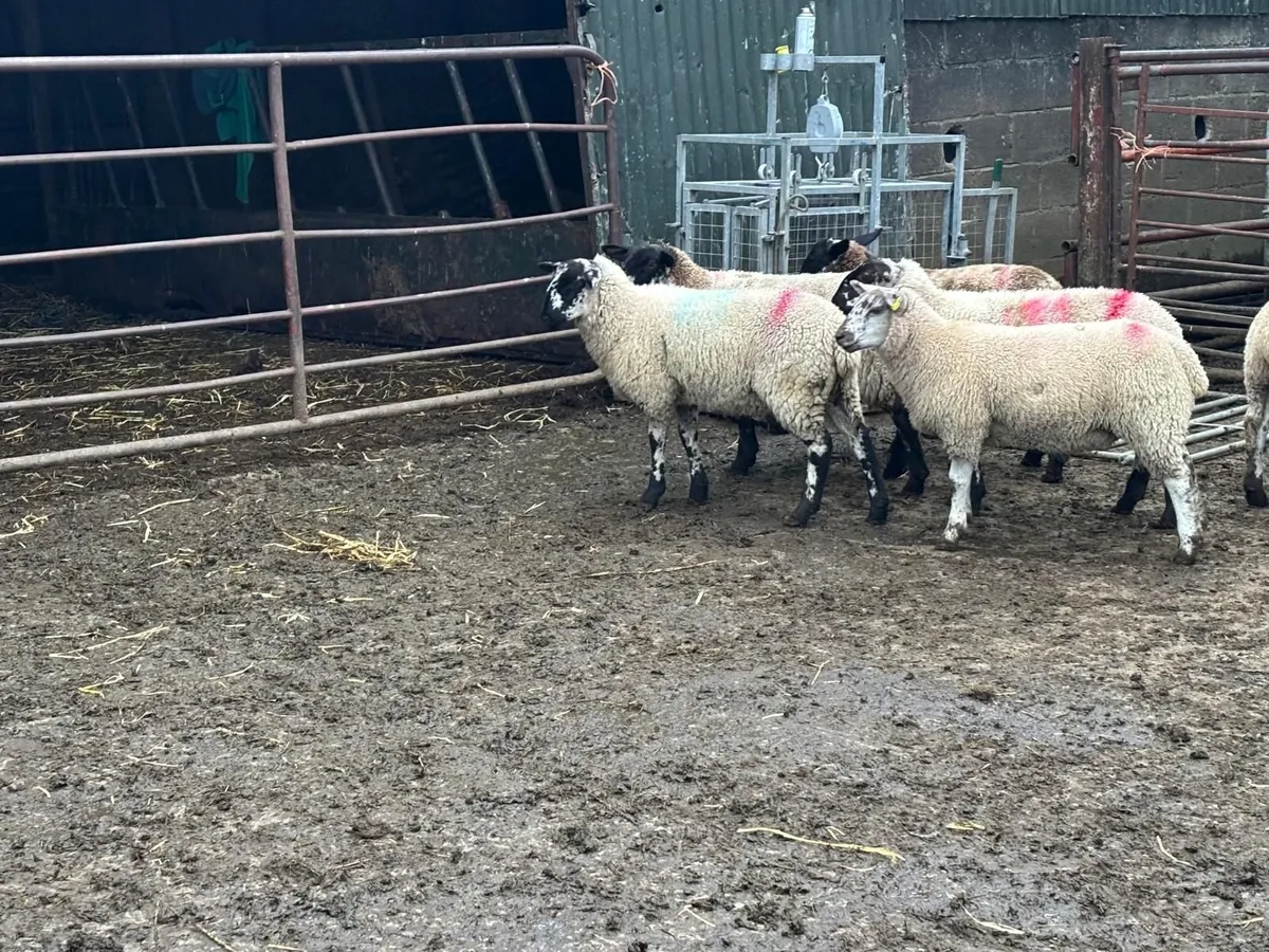 Mule x Suffolk Ewe Lambs - Image 3