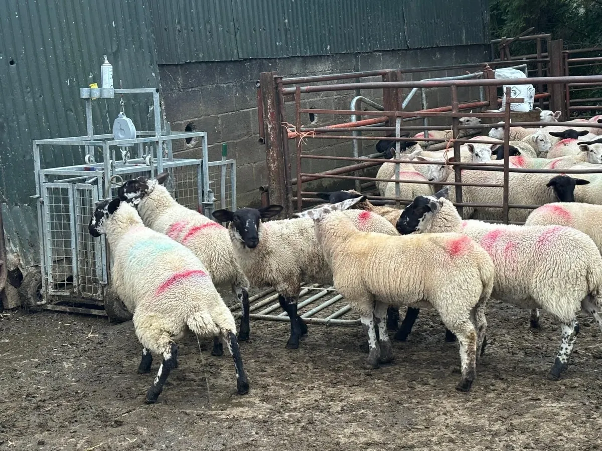 Mule x Suffolk Ewe Lambs - Image 4