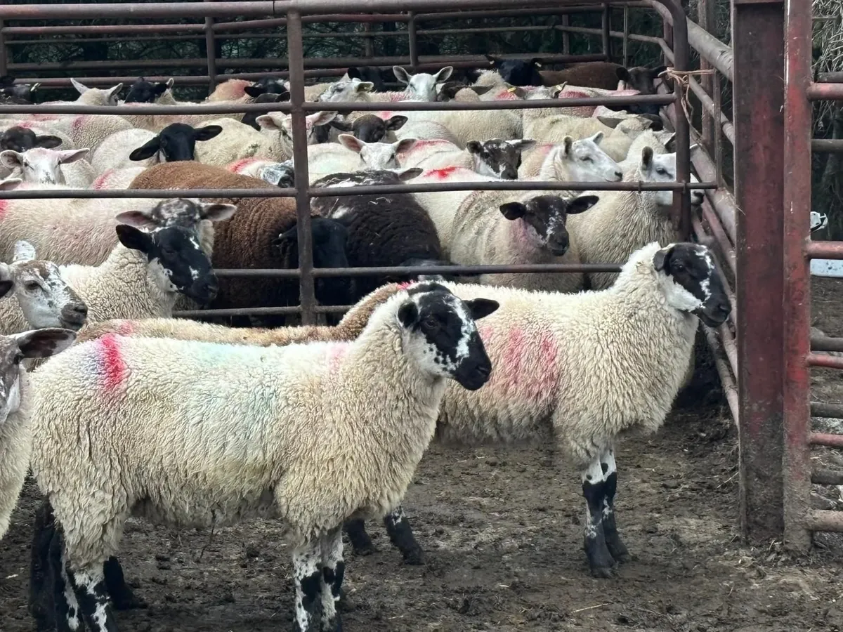 Mule x Suffolk Ewe Lambs - Image 1