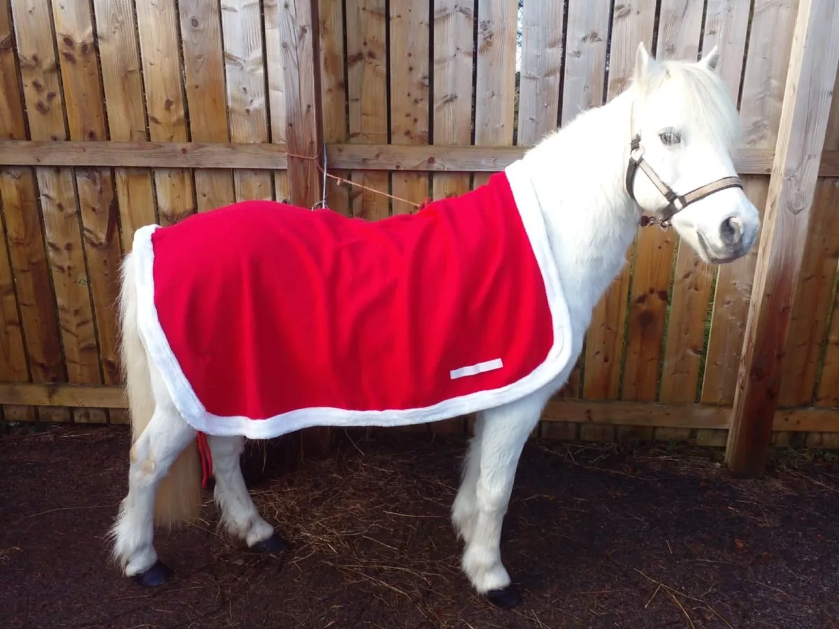 Lead rein pony - Image 3