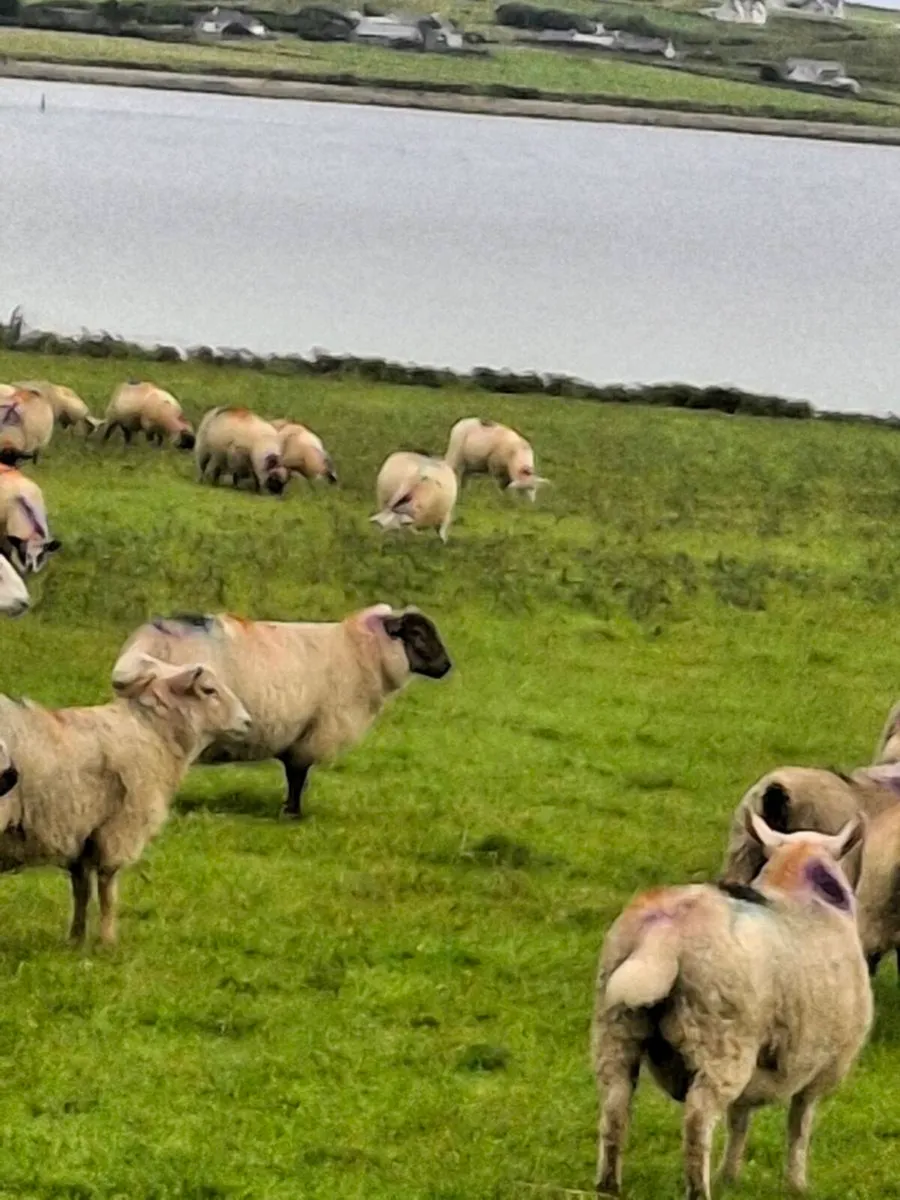 Lambs - Image 3