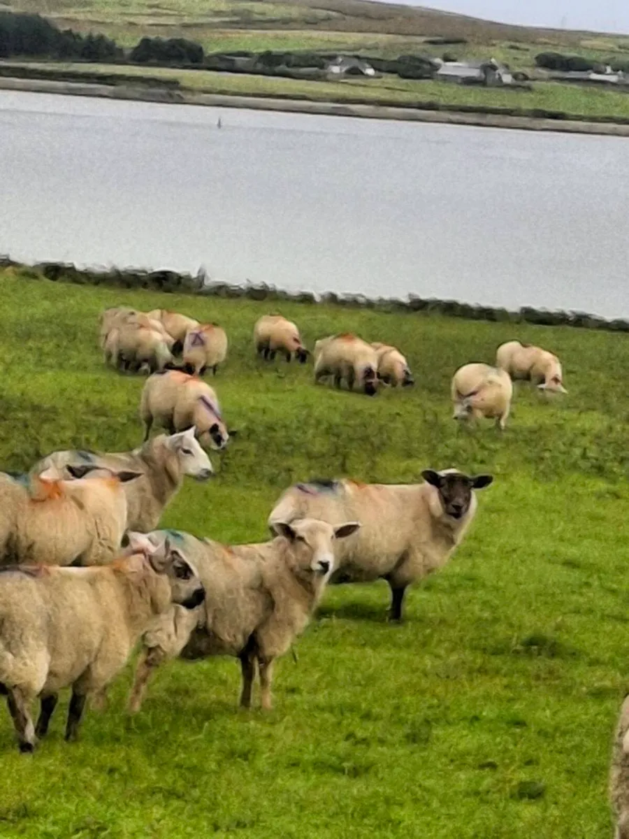 Lambs - Image 4