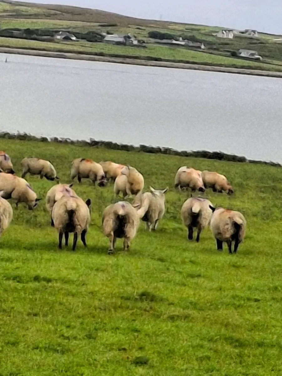 Lambs - Image 1
