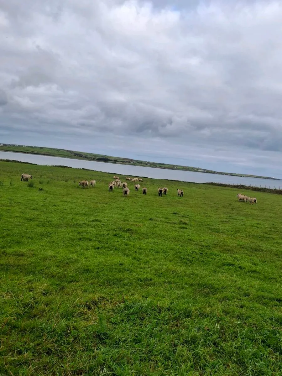 Lambs - Image 2