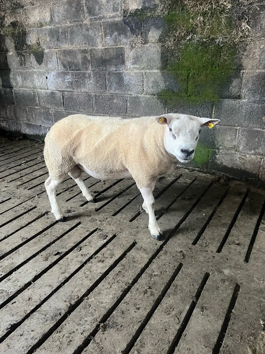 Selection of hogget rams - Image 1