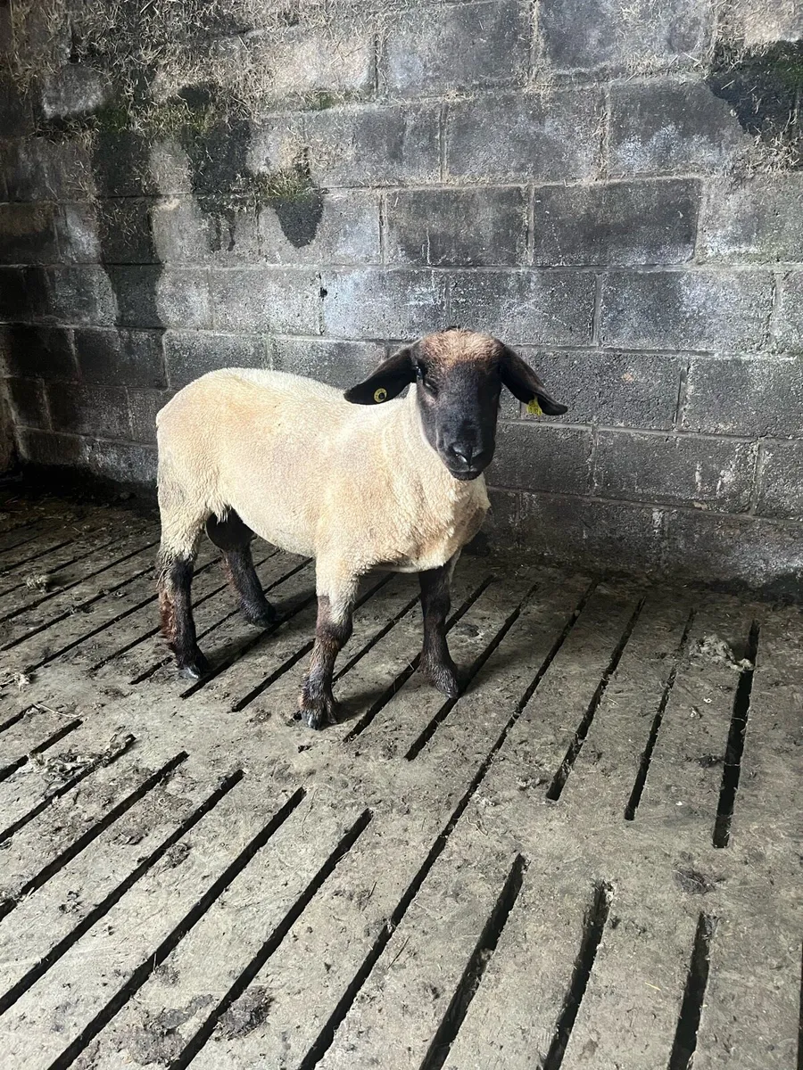 Selection of hogget rams - Image 2