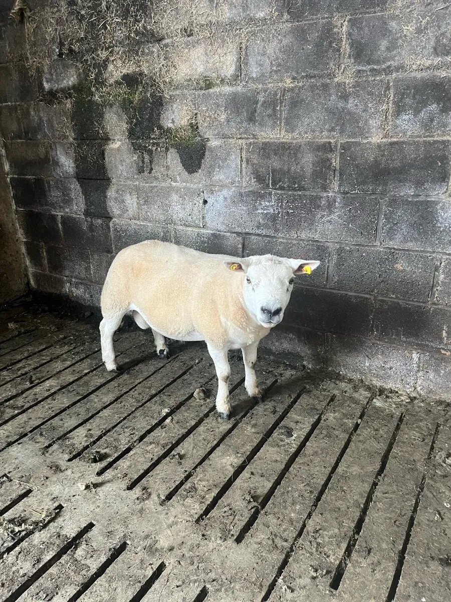 Selection of hogget rams - Image 3