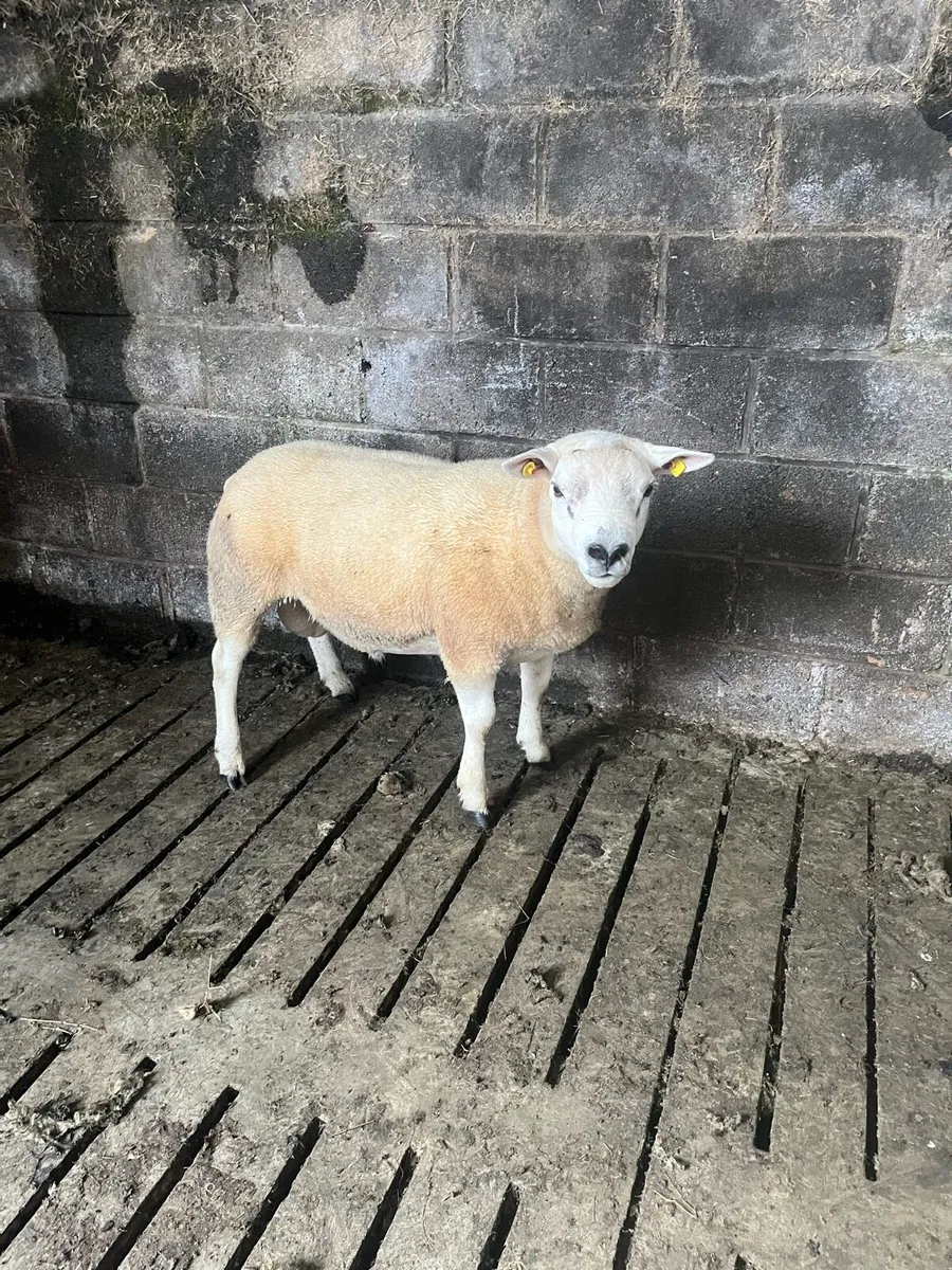 Selection of hogget rams - Image 4