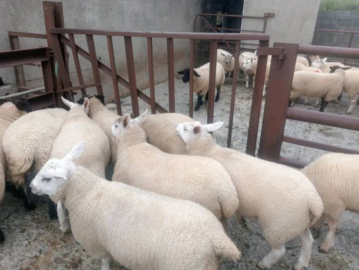 Ewe lambs ⭐⭐⭐⭐⭐ - Image 1