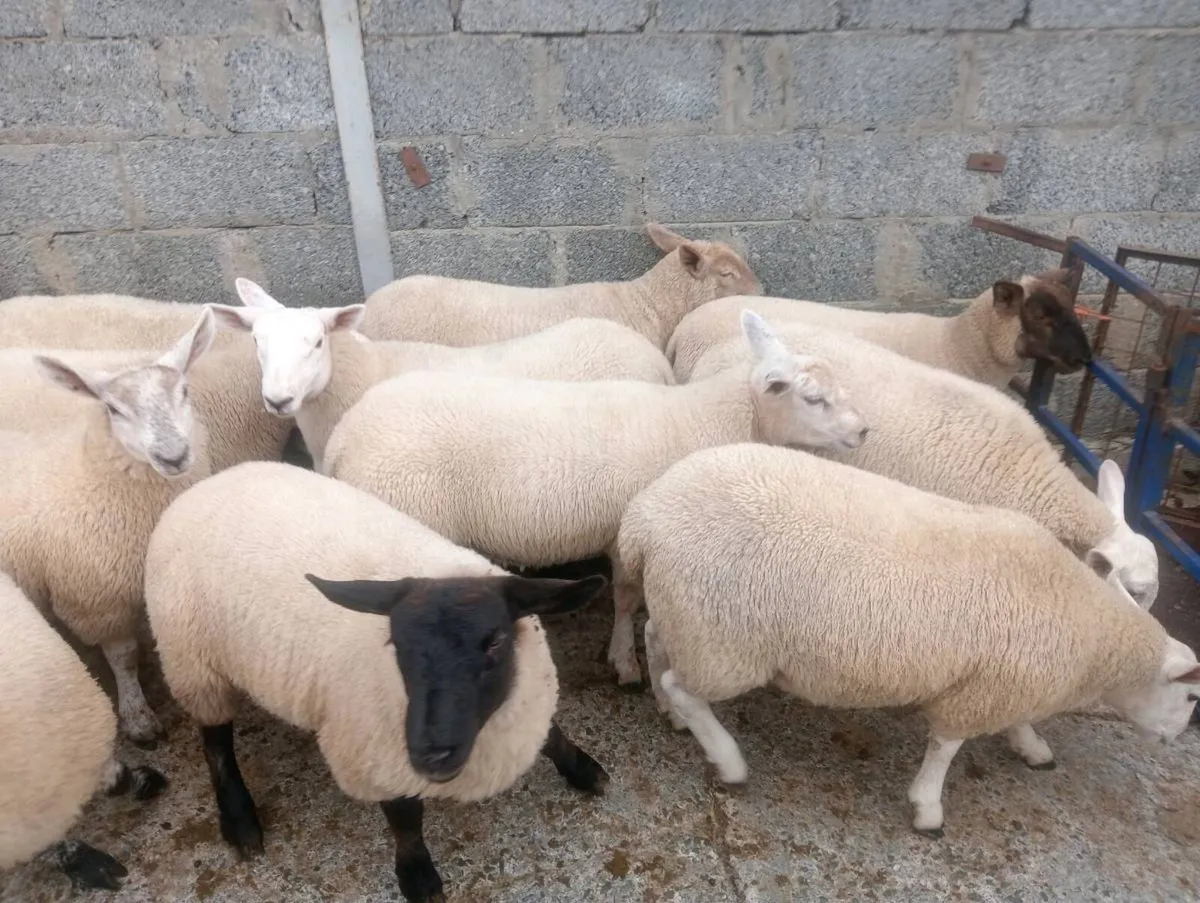 Ewe lambs ⭐⭐⭐⭐⭐ - Image 4