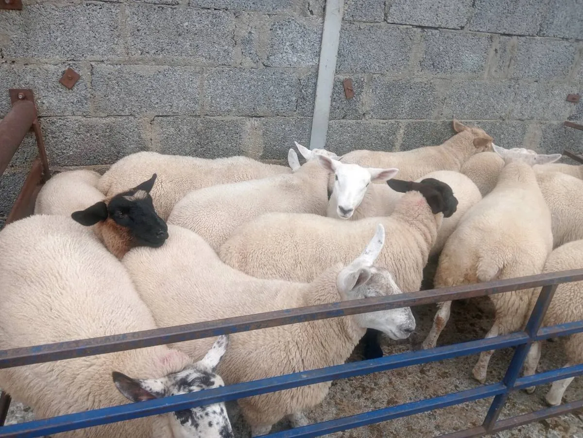 Ewe lambs ⭐⭐⭐⭐⭐ - Image 2