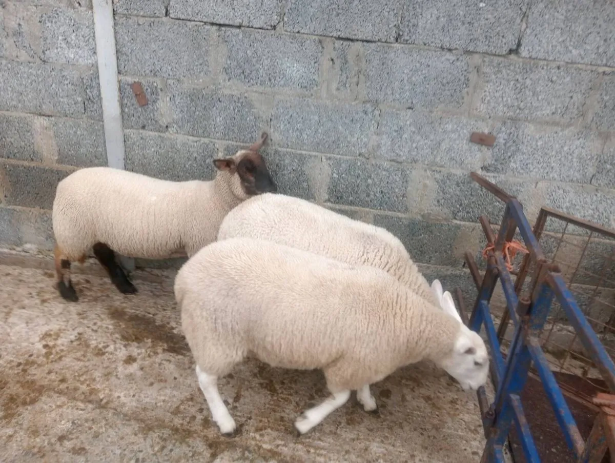 Ewe lambs ⭐⭐⭐⭐⭐ - Image 3