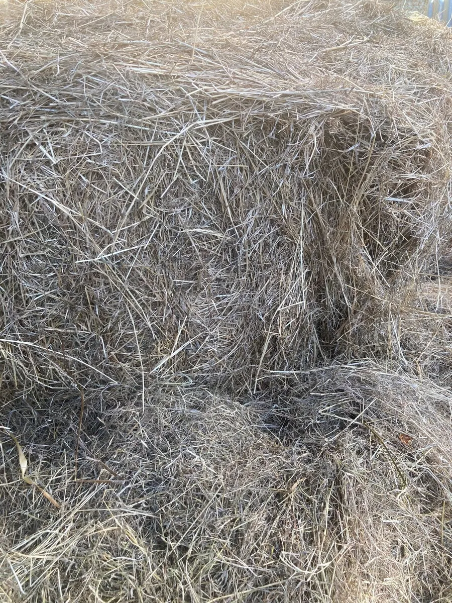 Hay
