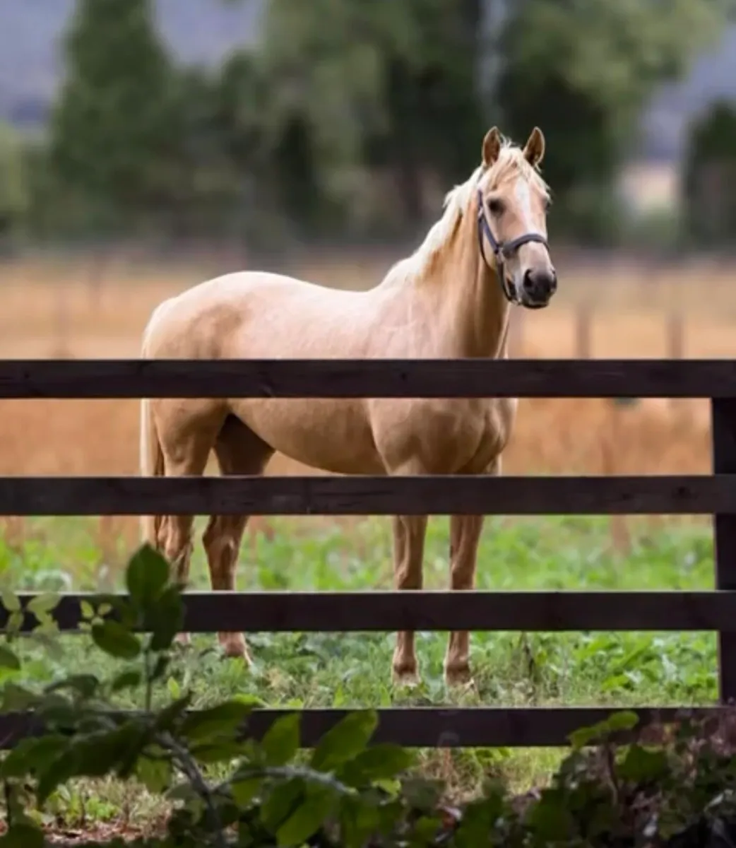 Stunning palomino by Garryduff Jar of Hearts - Image 1