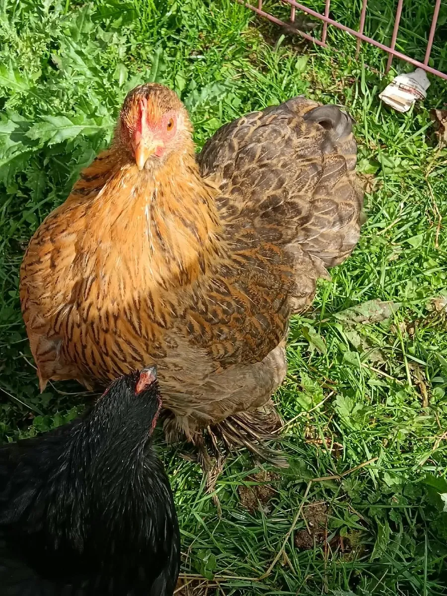 Poultry Bantam Pullets and Roosters - Image 1