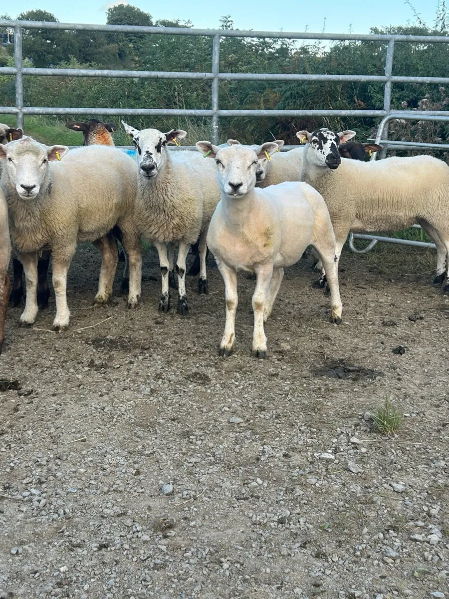 Hoggets - Image 1