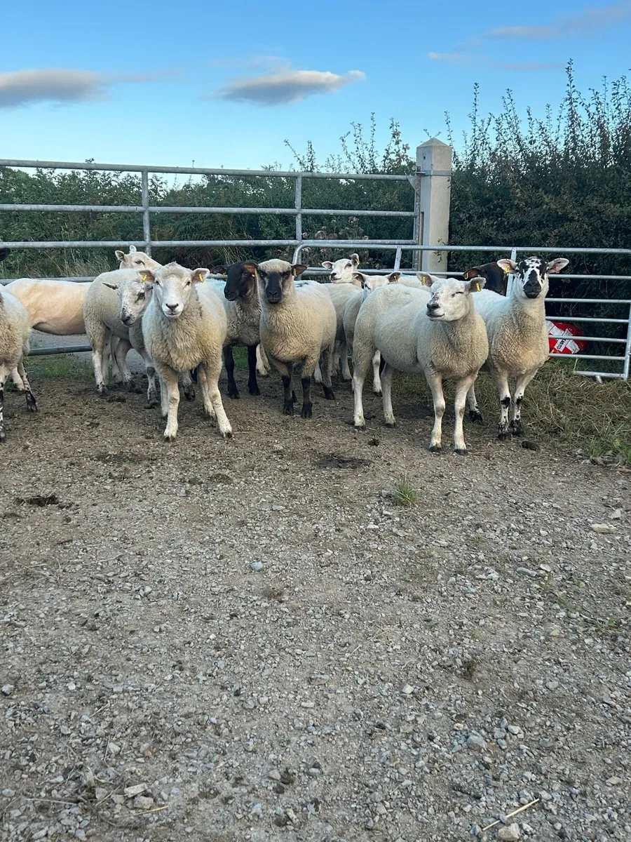 Hoggets - Image 2