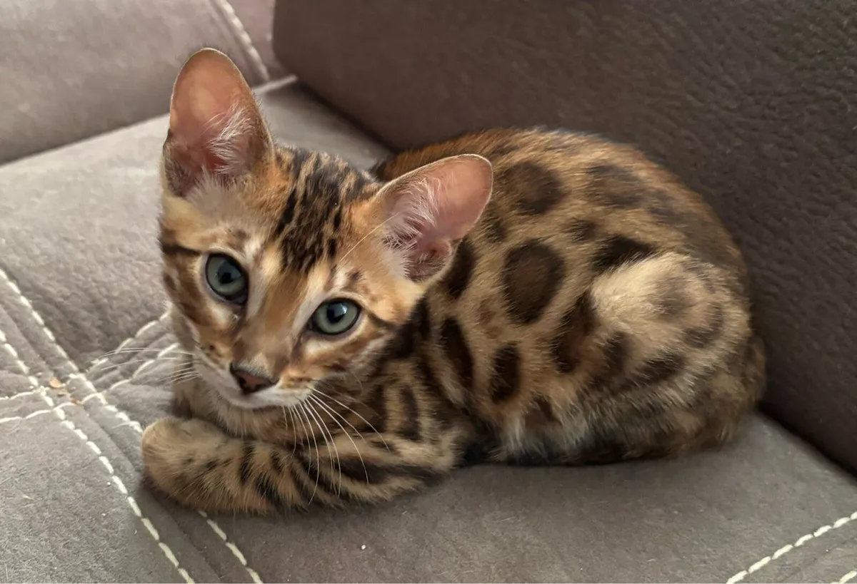 Bengal kittens - Image 4