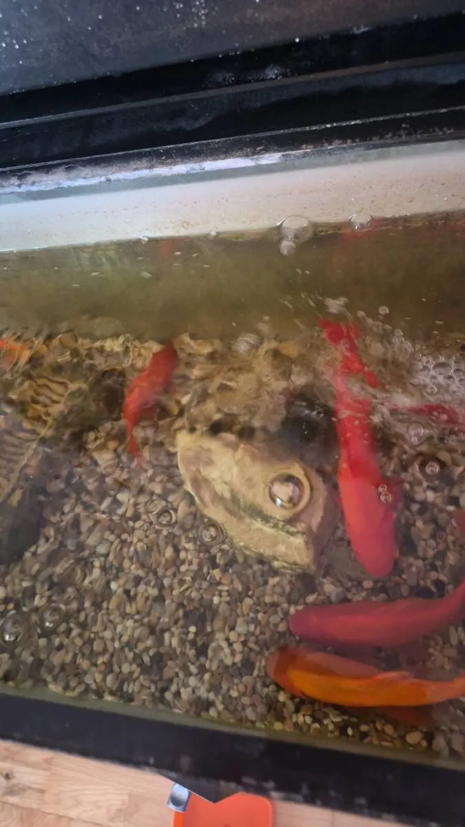 Pond fish