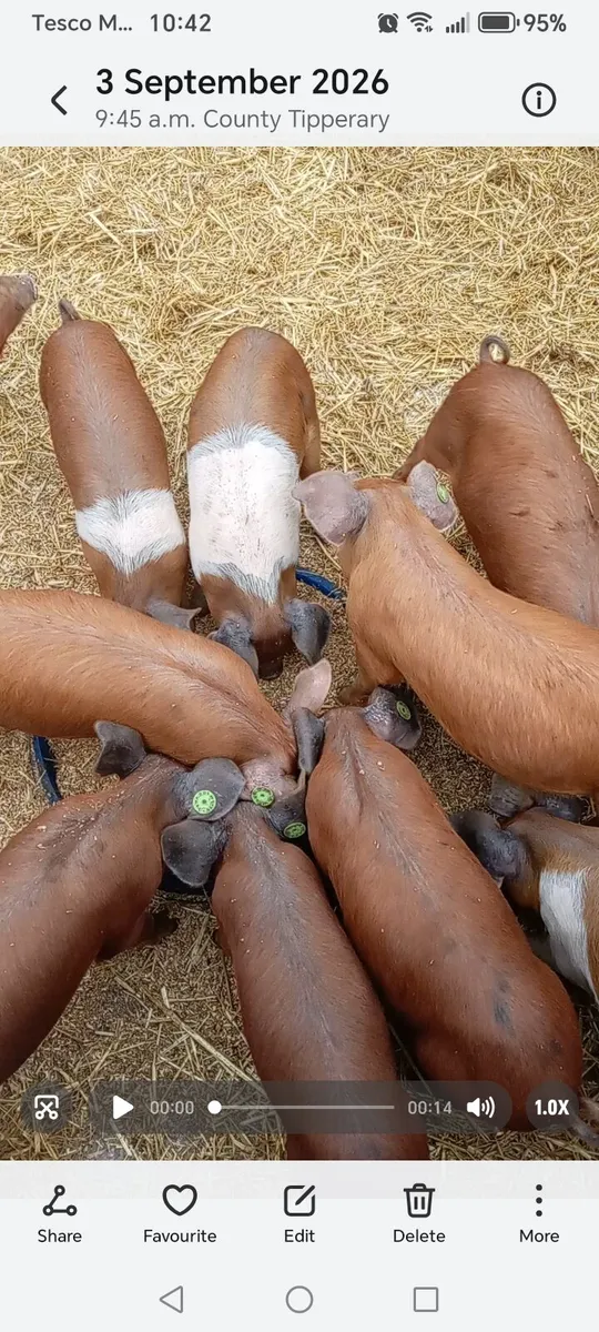 Duroc X organic weaners - Image 1