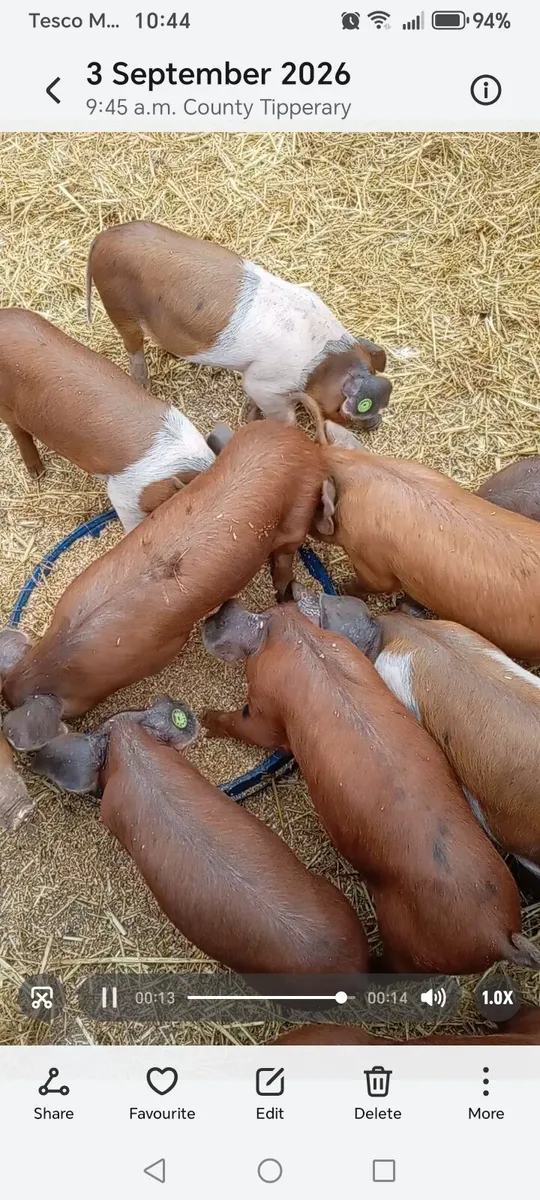 Duroc X organic weaners - Image 2