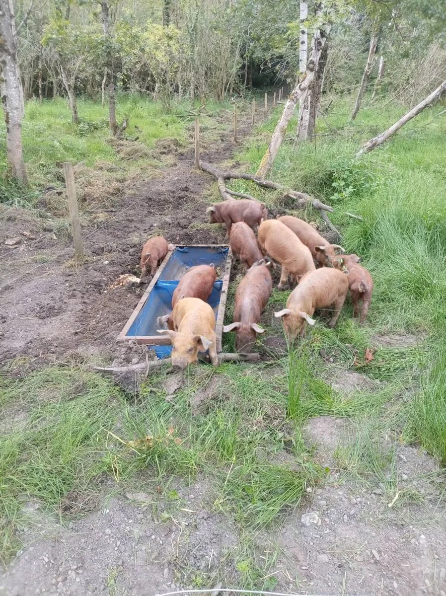 Duroc X organic weaners - Image 3