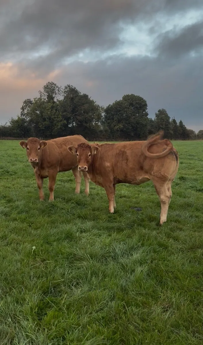 Heifers - Image 3
