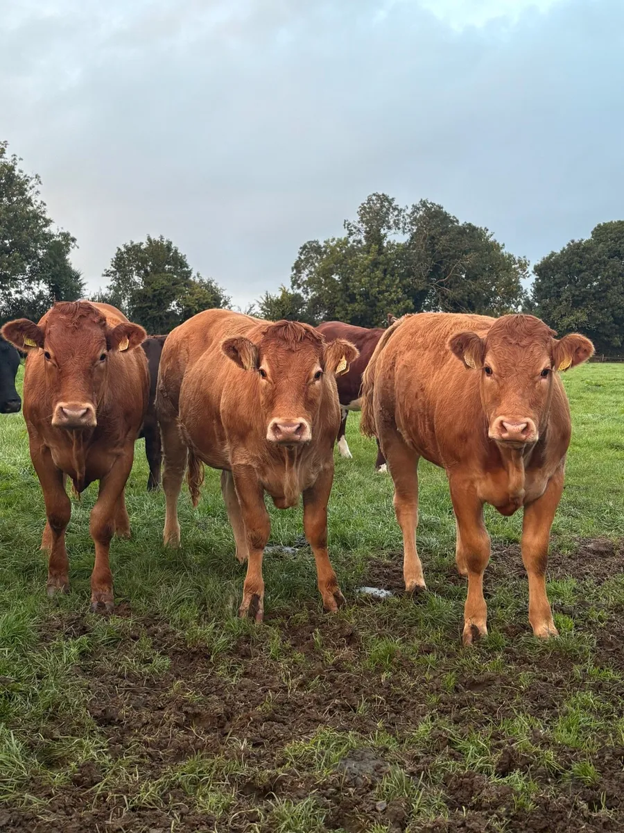 Heifers - Image 4