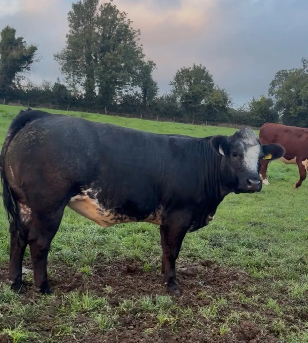 Heifers - Image 1