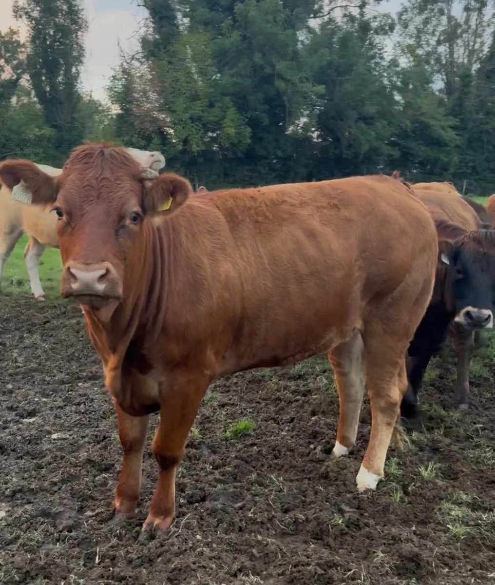 Heifers - Image 2