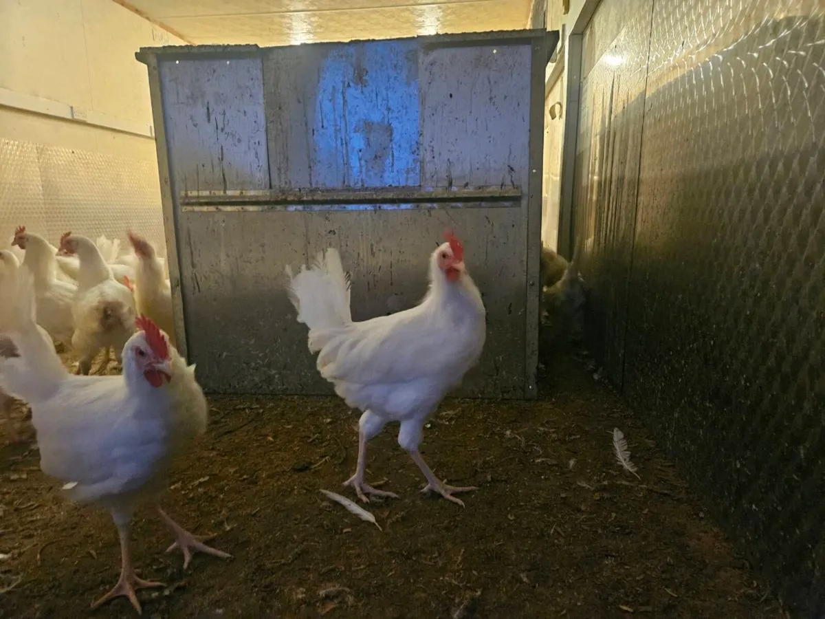 Leghorn Chickens - Image 1