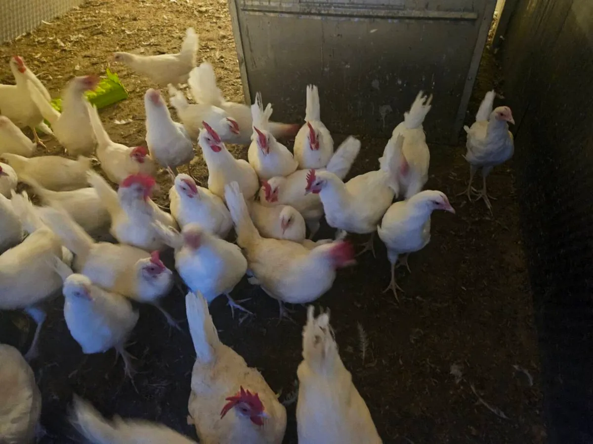 Leghorn Chickens - Image 2