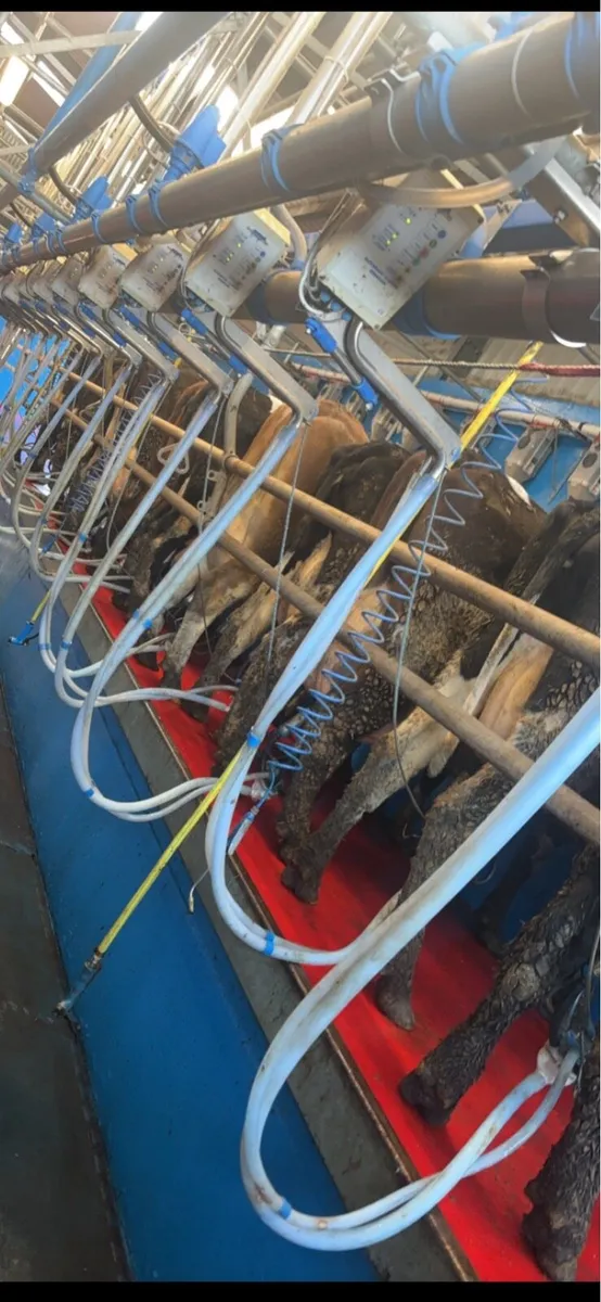 Relief milker or weekend work