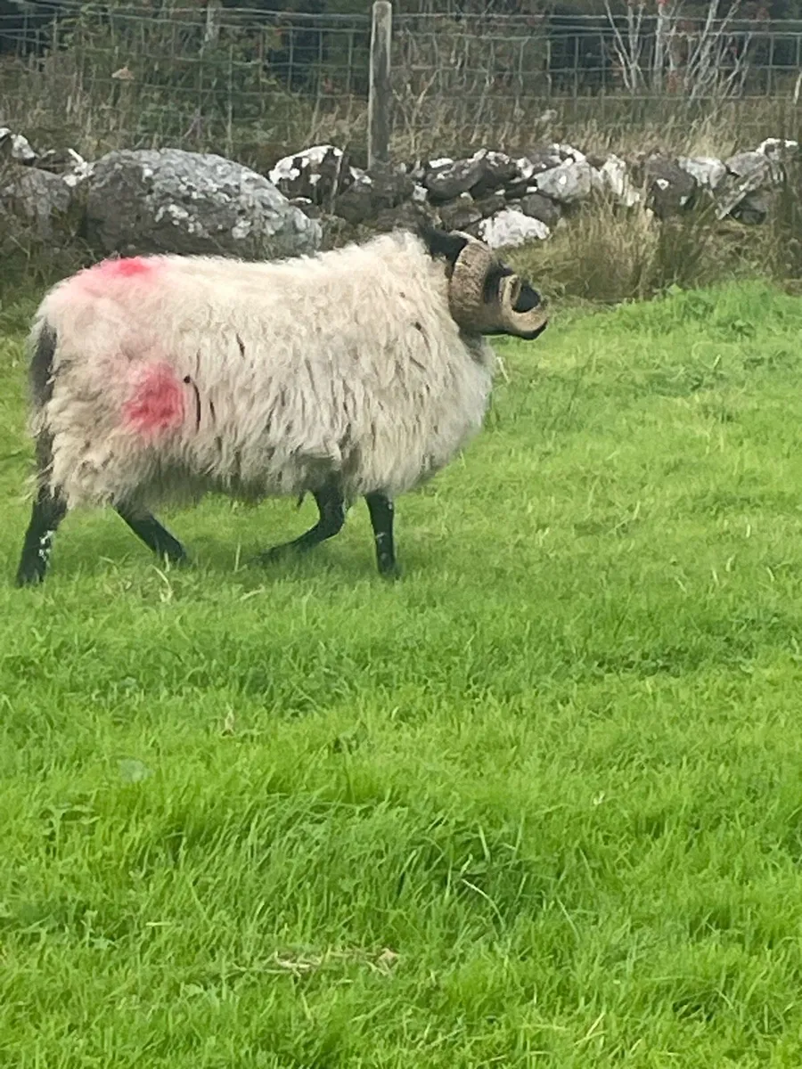 Aged ram - Image 2