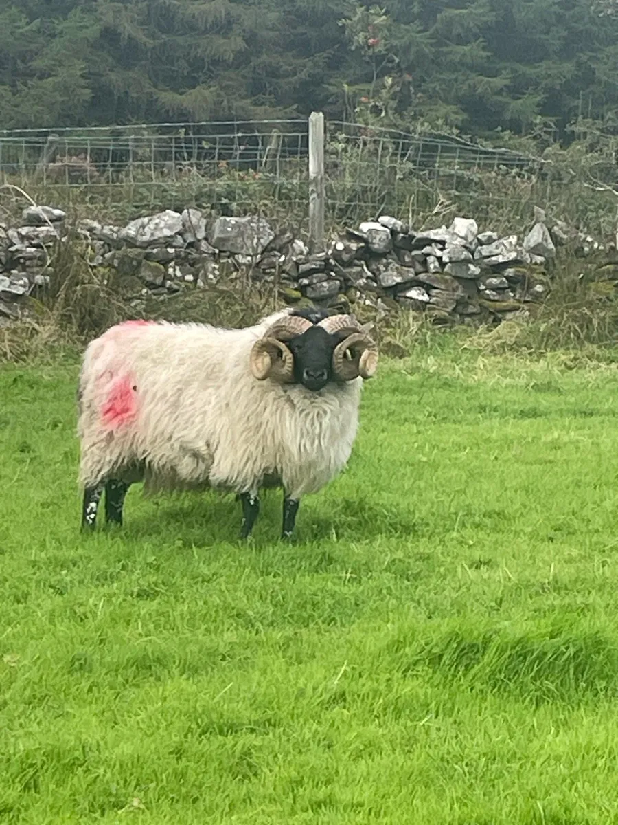 Aged ram - Image 1