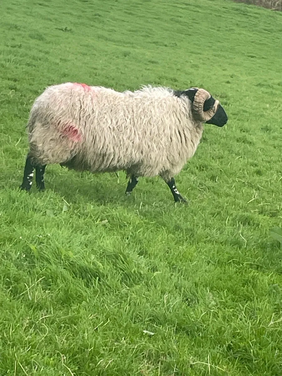 Aged ram - Image 4
