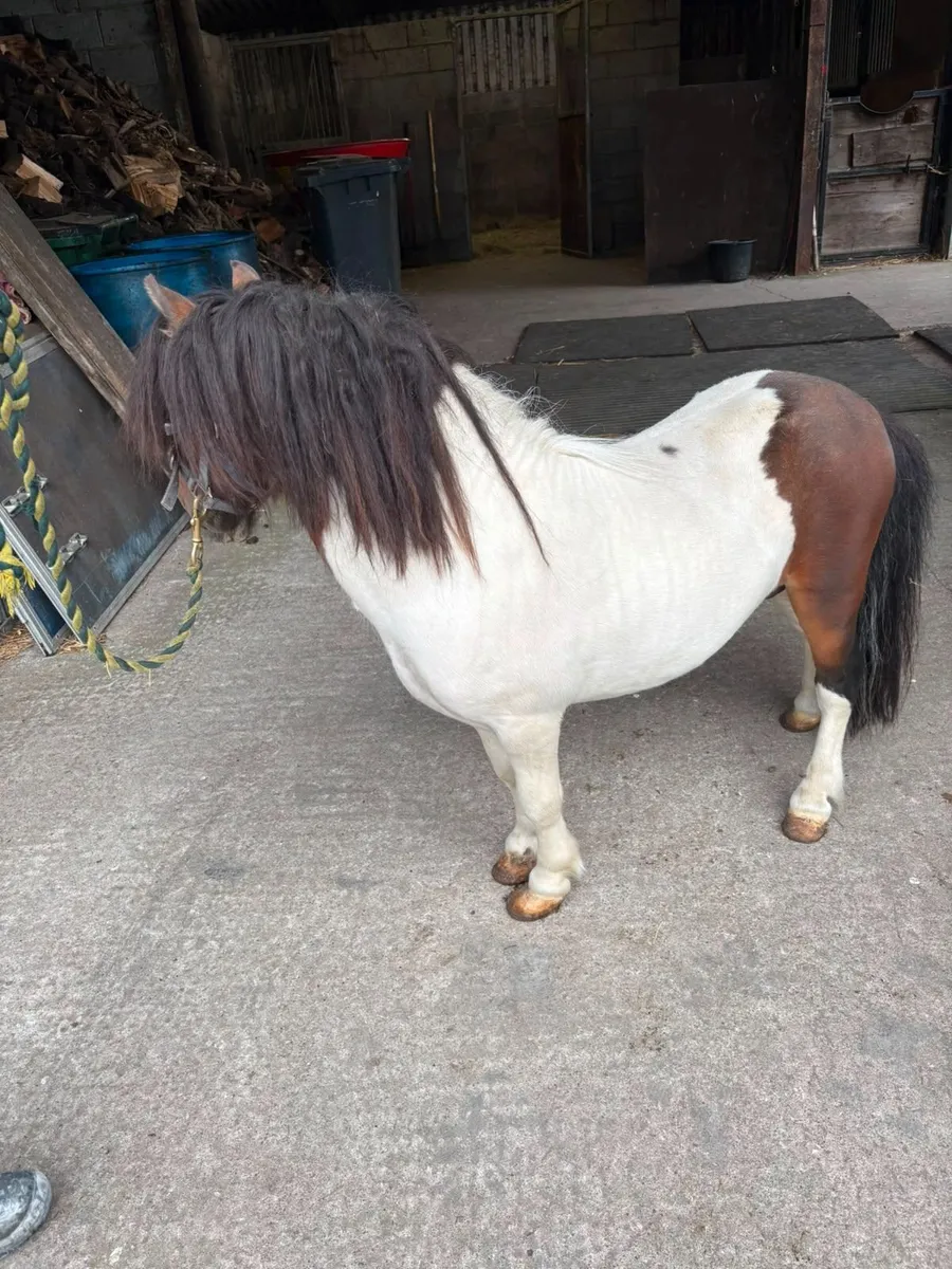 Pony - Image 2