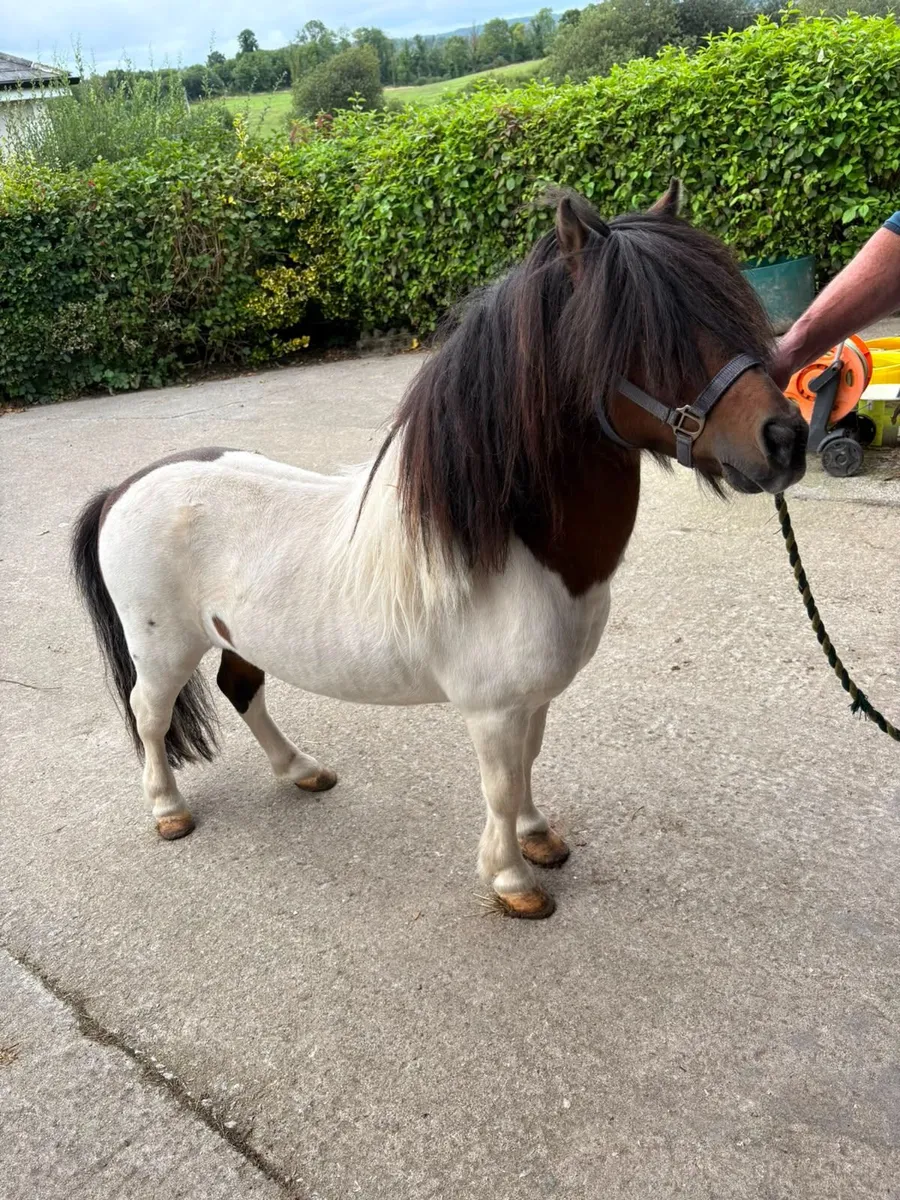 Pony - Image 1