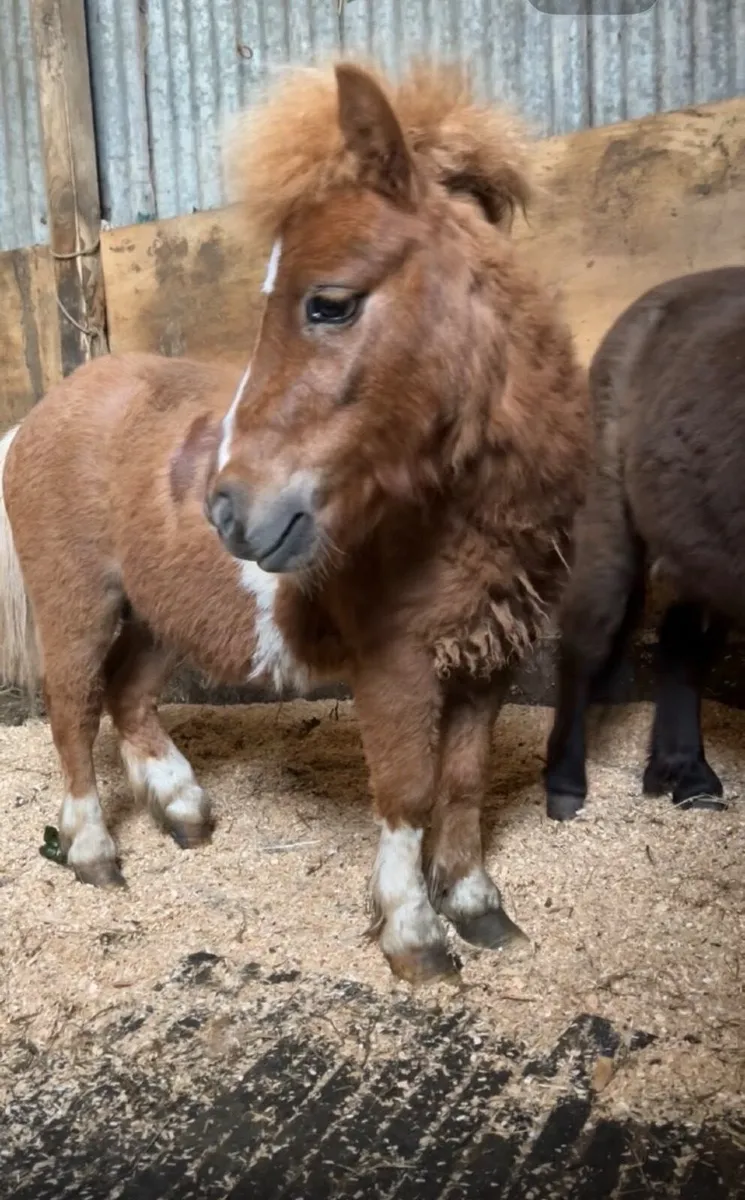 Shetland ponies x2 for sale - Image 2