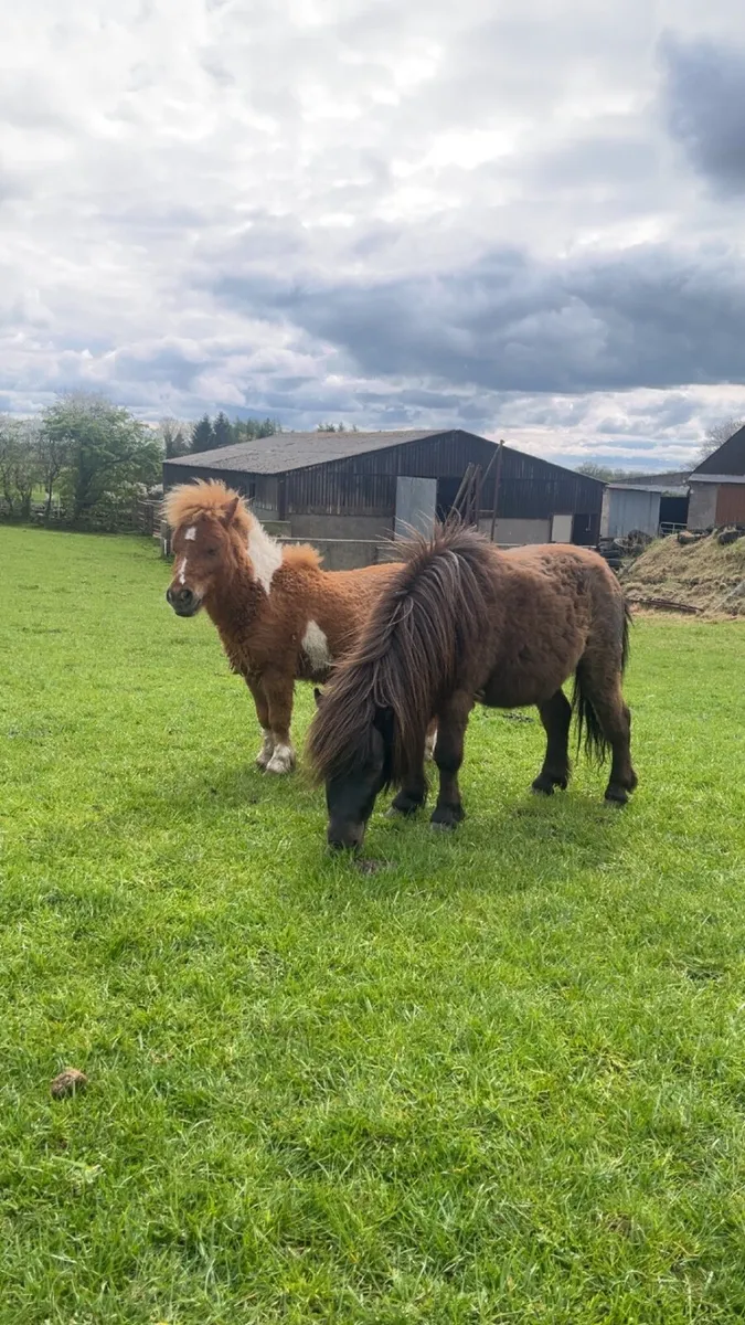 Shetland ponies x2 for sale - Image 1