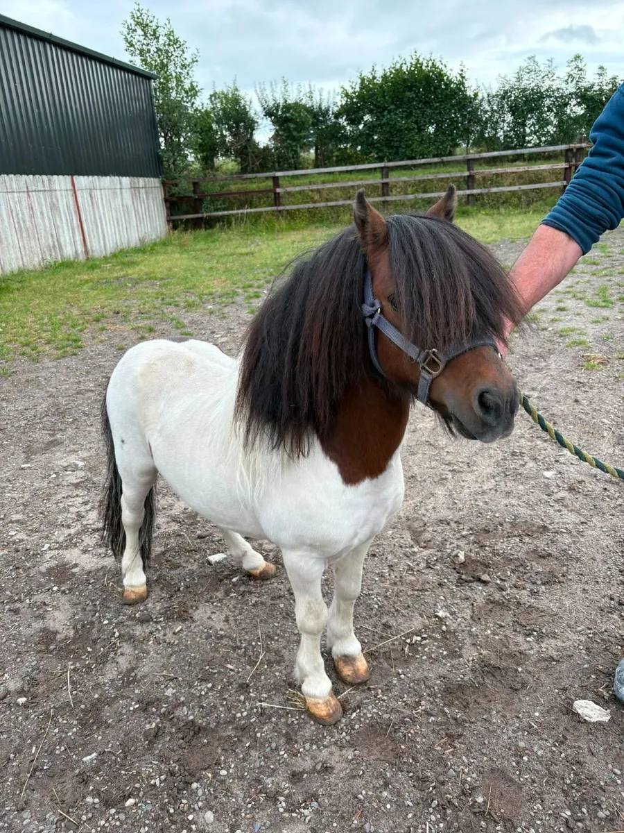 Pony - Image 3