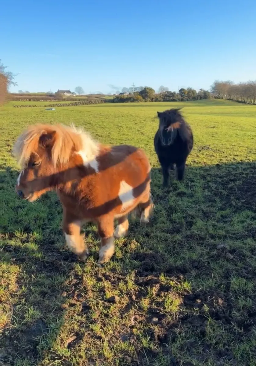 Shetland ponies x2 for sale - Image 3