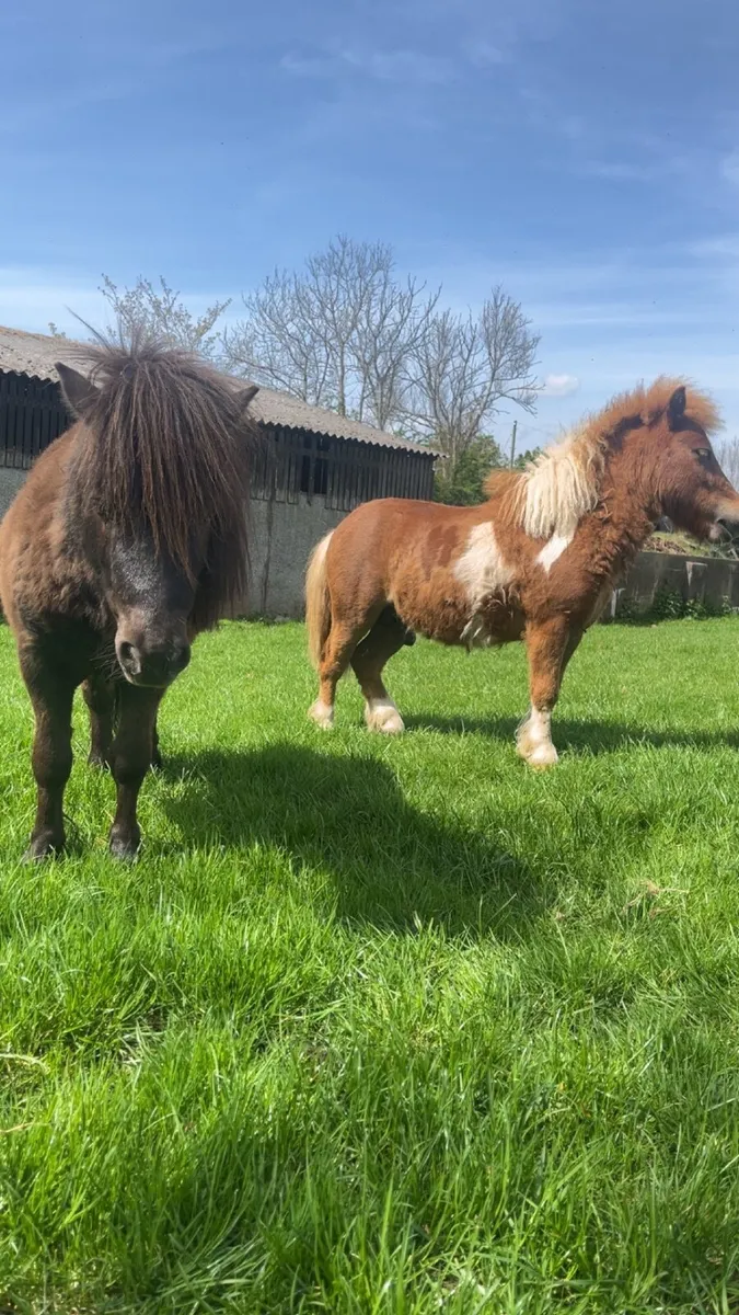 Shetland ponies x2 for sale - Image 4
