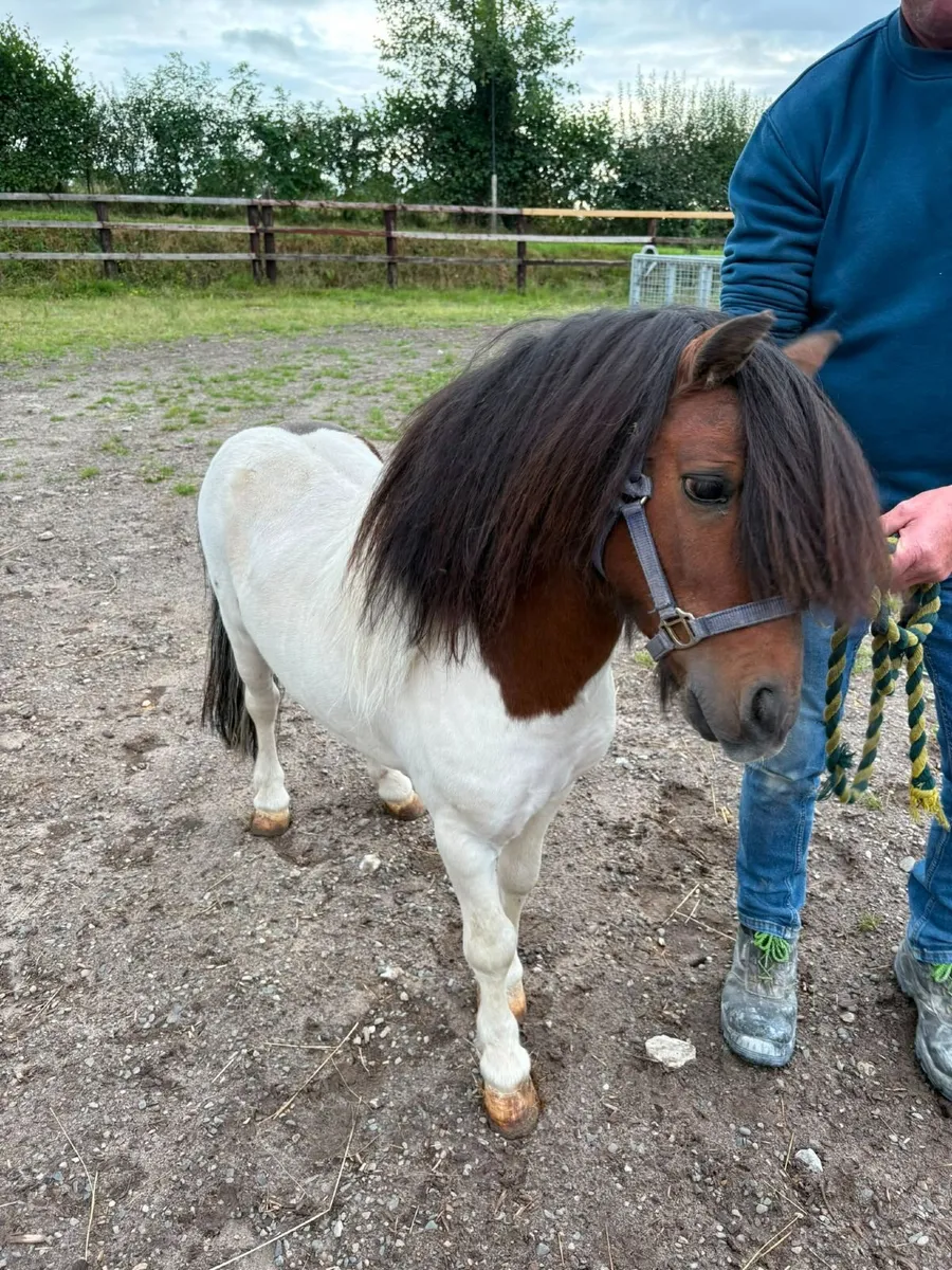 Pony - Image 4