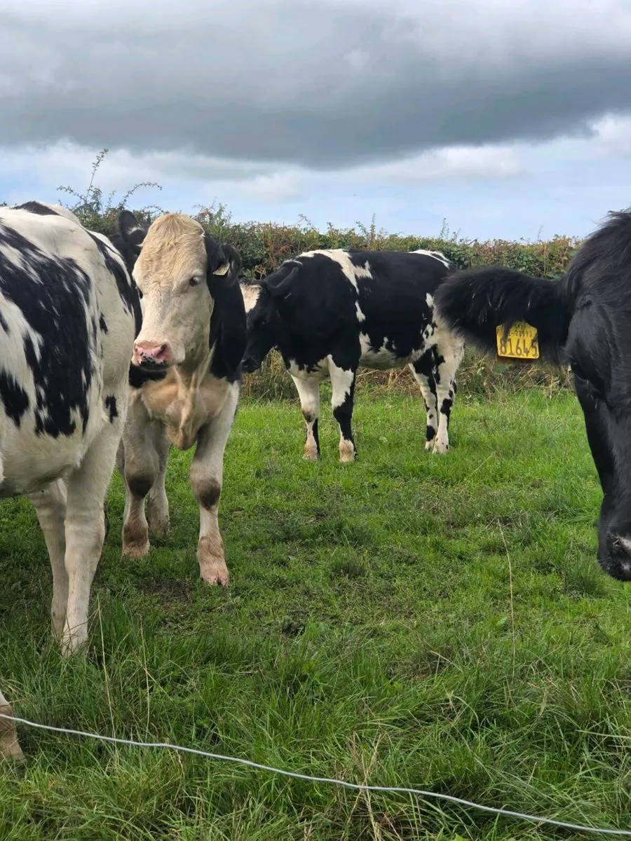 Cattle - Image 3