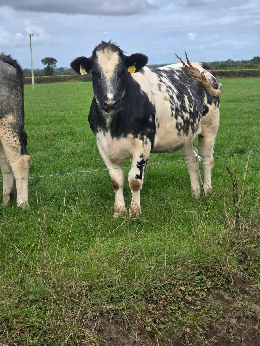 Cattle - Image 1
